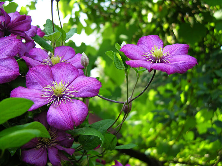 30 Exotic Purple Flowers for a Gorgeous Garden in 2023