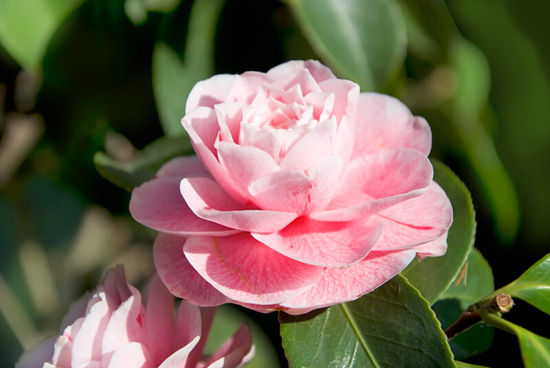 Camellia