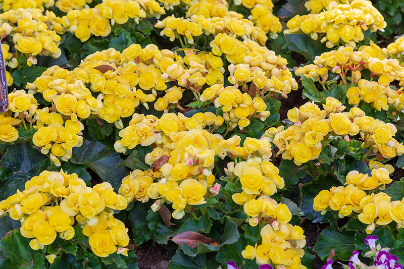 Begonia Yellow Flowers