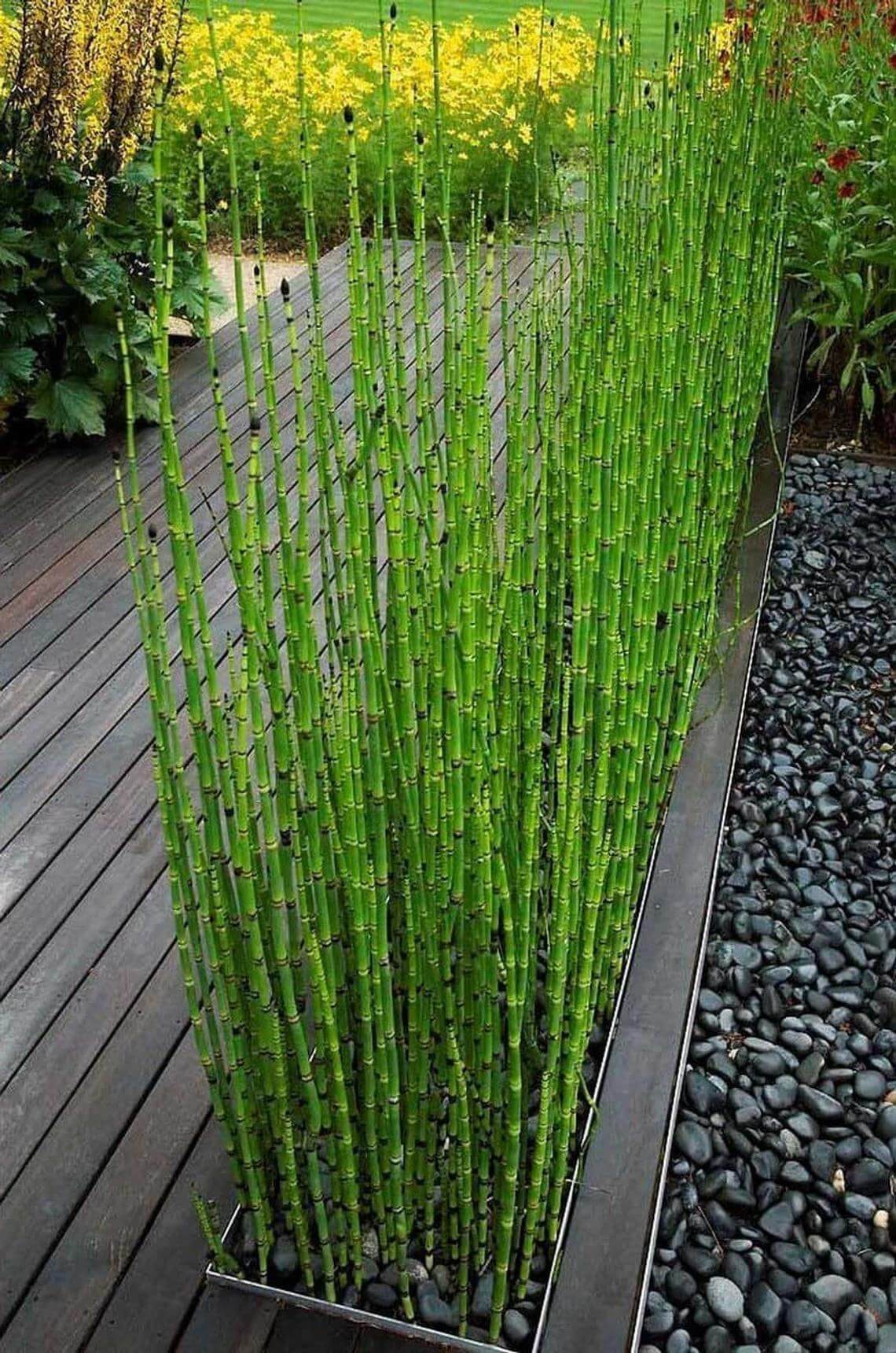 Lovely Equisetum Hyemale Miniature Bamboo Plant