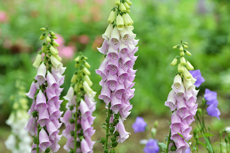 Foxglove