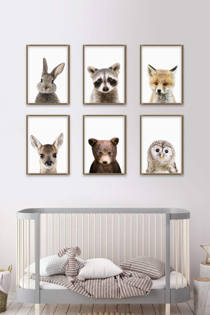 Set of Six Baby Animal Photographs