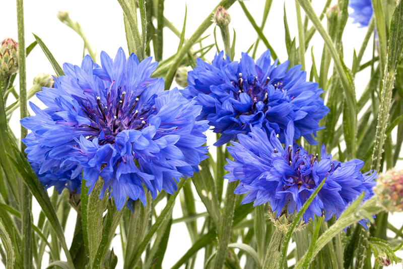 61 Types Of Blue Flowers With Names And Pictures