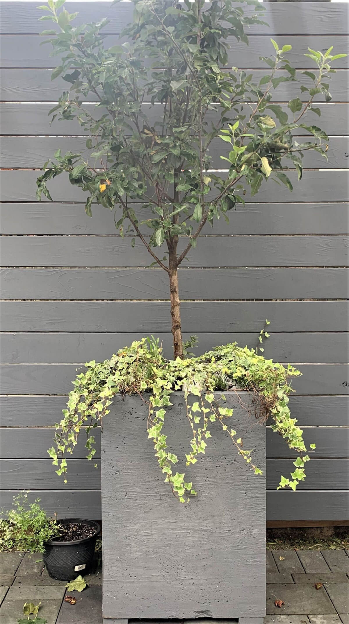 Extra Large Concrete Planter for Trees