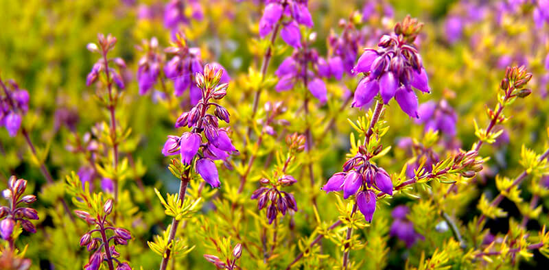 One Feet Tall Bell Heather in North America