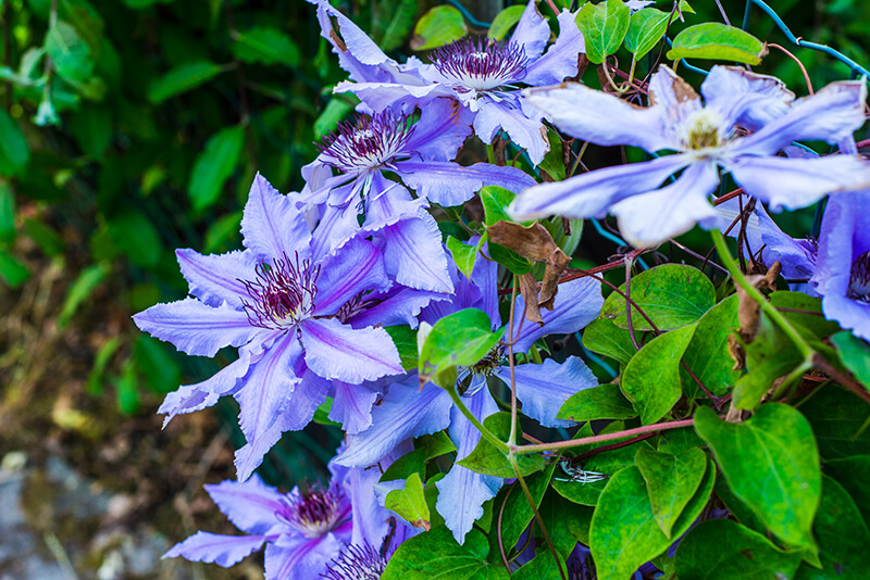 Clematis