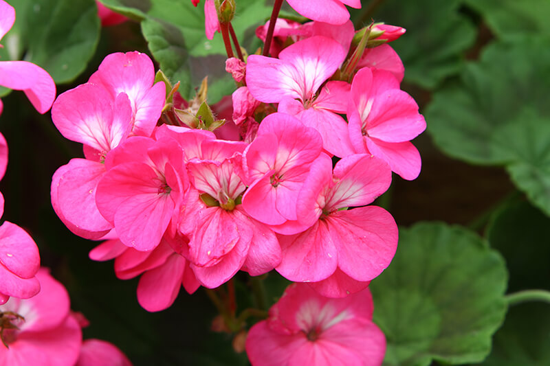 Geranium