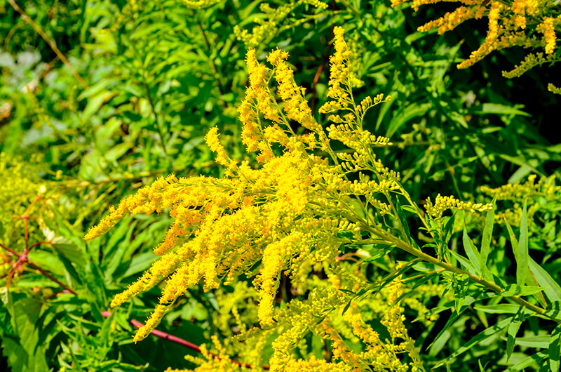 Goldenrod Yellow Flowers, Goldenrod Goldenrods