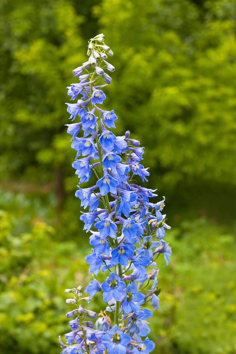 Delphinium