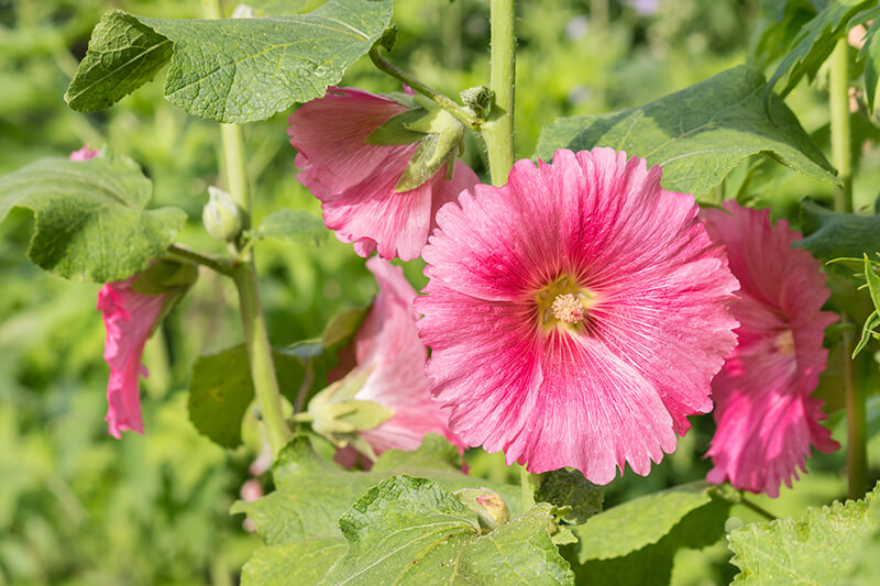 Hollyhock