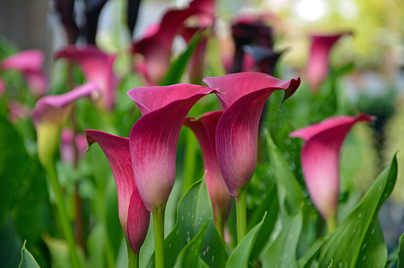 Calla Lily