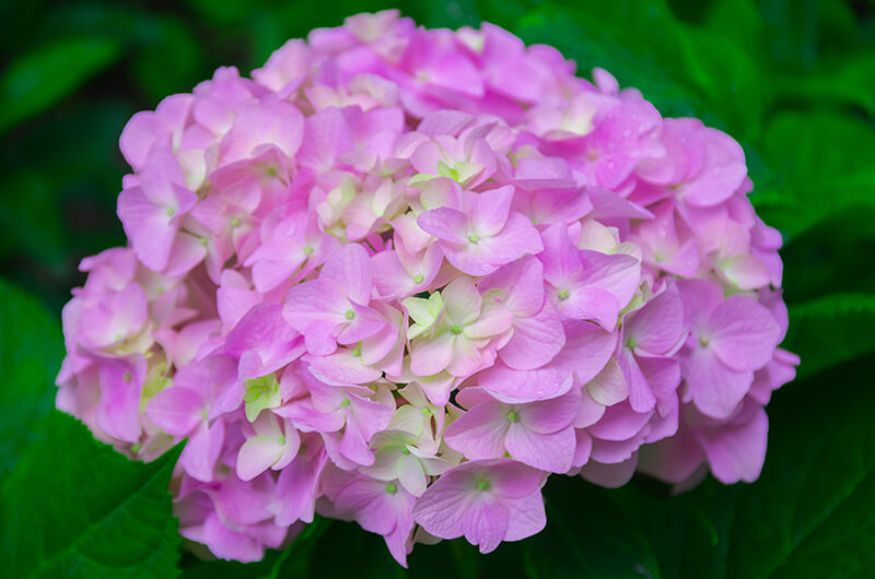 Hydrangea