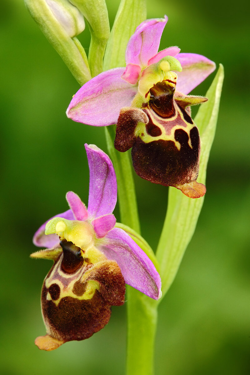 Feet Tall Bee Orchid