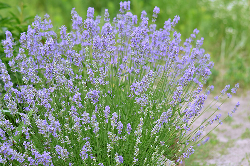 English Lavender