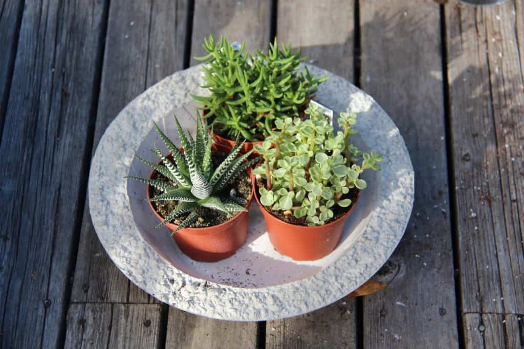How to Grow Succulents in Concrete Planters