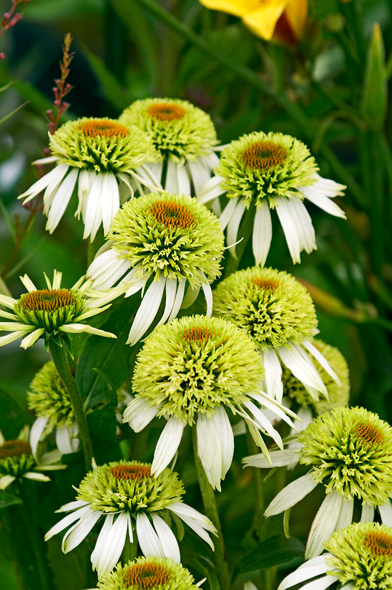 Coconut Lime Coneflower