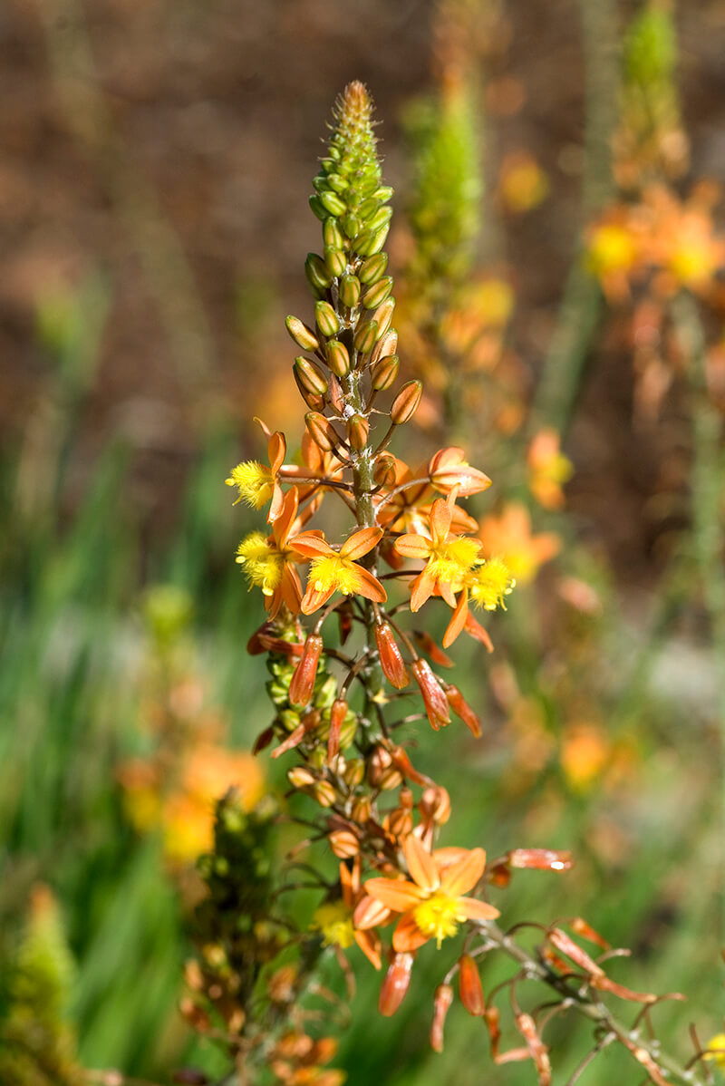 Bulbine Frutescens, Prickly Pear, Flowering Plant