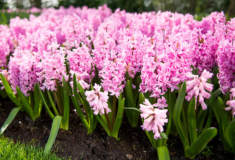 Hyacinth