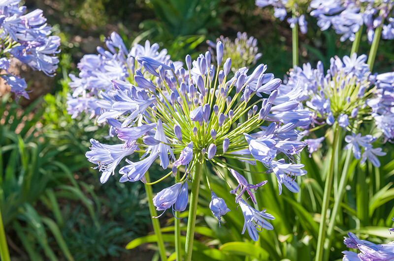 African Lily