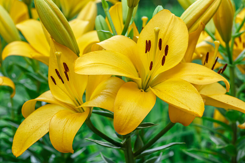 Yellow Lily Flowering Plant