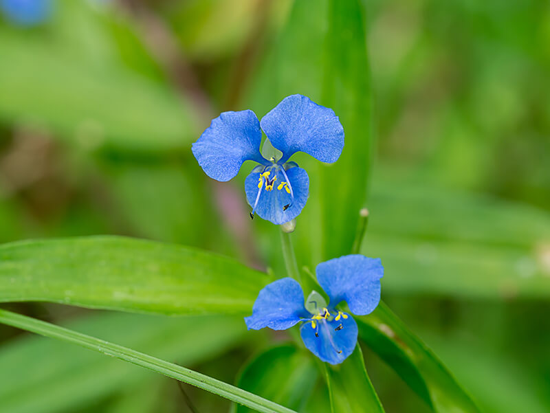 Birdbill Dayflower