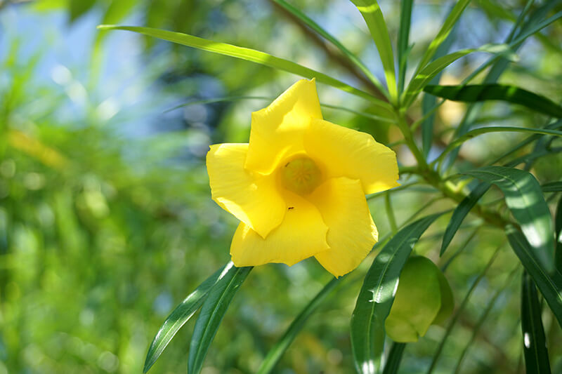 Yellow Oleanders