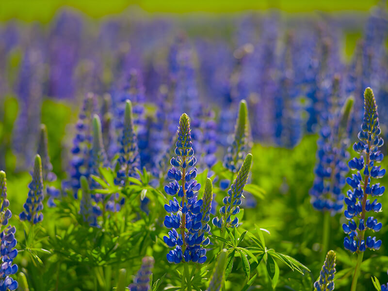 Blue Lupine