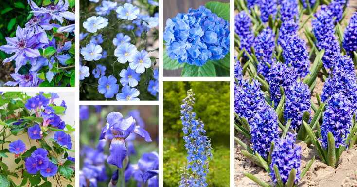 Featured image for 27 Dazzling Blue Flowers that will Make Your Garden Unforgettable