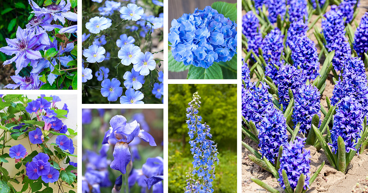 Featured image for “27 Dazzling Blue Flowers that will Make Your Garden Unforgettable”