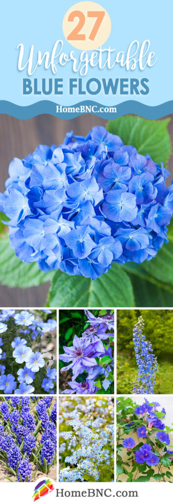 27 Blue Flowers that will Make Your Garden Unforgettable in 2023