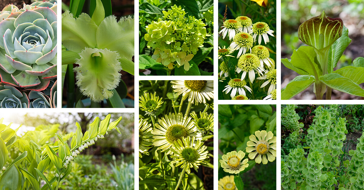 Types of Green Ornamental Plants 