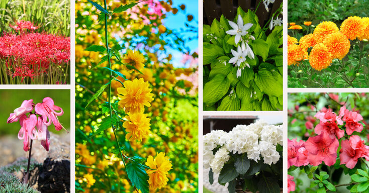 Featured image for 27 Unique Japanese Flowers to Plant in Your Landscape for a Relaxing Garden