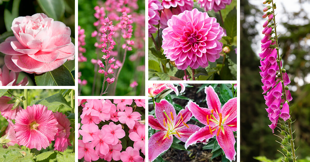 Featured image for “27 of the Most Unforgettable Pink Flowers for Your Spring Garden”