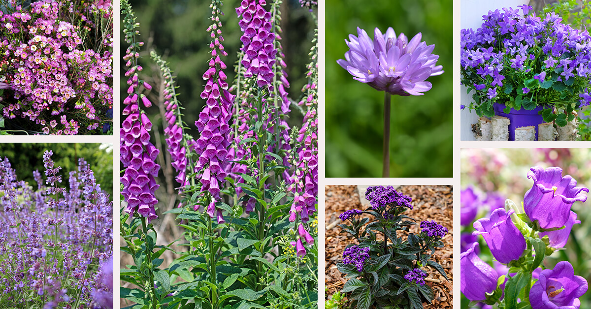 Featured image for “30 Exotic Types of Purple Flowers for a Truly Gorgeous Garden”