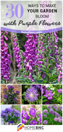 30 Exotic Purple Flowers for a Gorgeous Garden in 2023