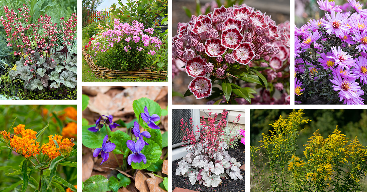 Featured image for “27 Dazzling Spring Flowers to Plant in Your Garden and Enhance the Scenery”
