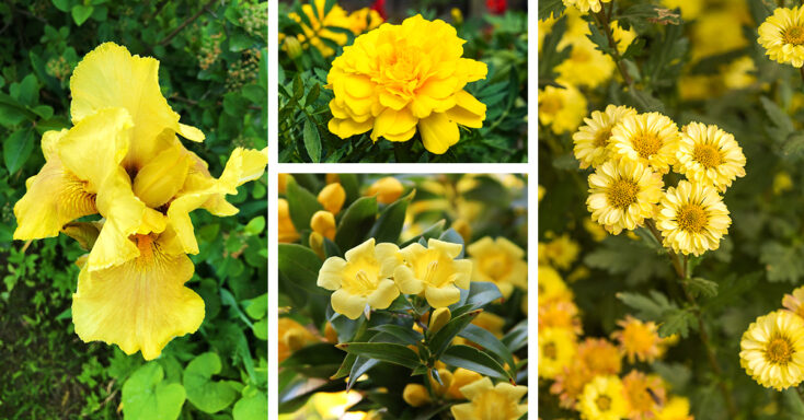 Featured image for 27 Yellow Flowers that Will Melt Your Heart