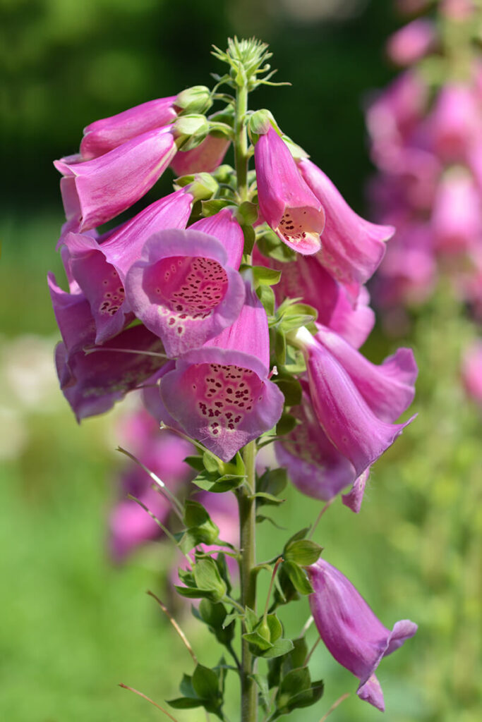 27 Vivacious Colorful Flowers to Plant for a Vibrant Garden in 2023