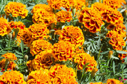 27 Best Orange Flowers for a Vibrant Garden in 2023