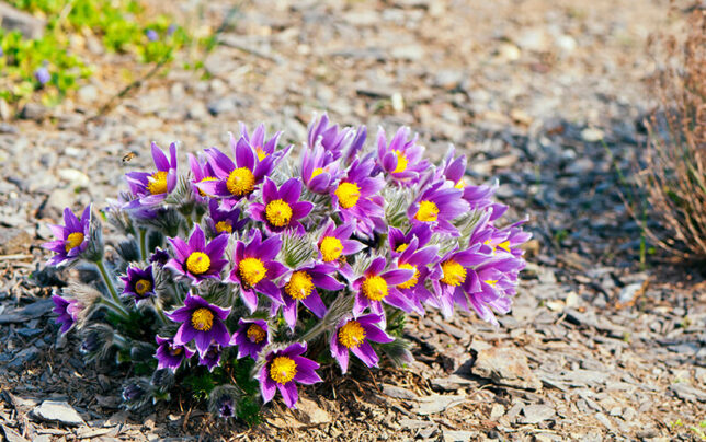 27 Easter Flowers to Celebrate the Holiday in 2024