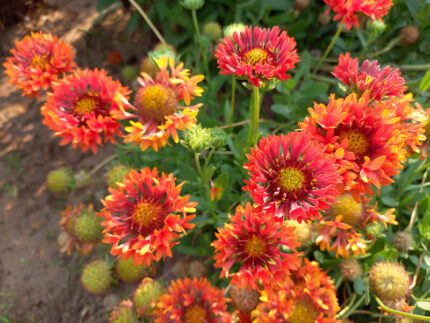 27 Mexican Flowers That Will Sparkle In Your Garden In 2024 03 Mexican Flowers Firewheel Homebnc 430x323
