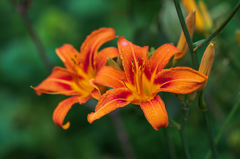 Nonstop Orange Lily, Tiger Lily