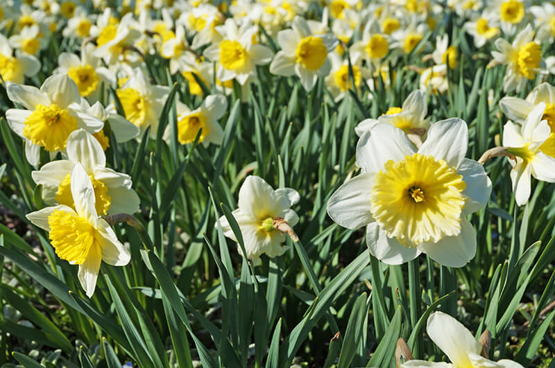 Large-Cupped Daffodils