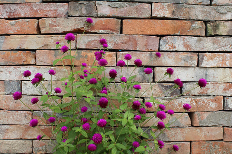 27 Mexican Flowers That Will Sparkle In Your Garden In 2024 09 Mexican Flowers Globe Amaranth Homebnc 768x512