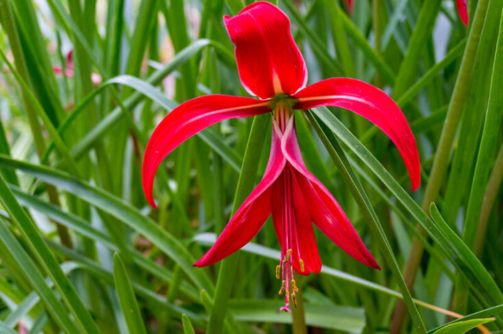 27 Mexican Flowers That Will Sparkle In Your Garden In 2024 10 Mexican Flowers Aztec Lily Homebnc 734x488