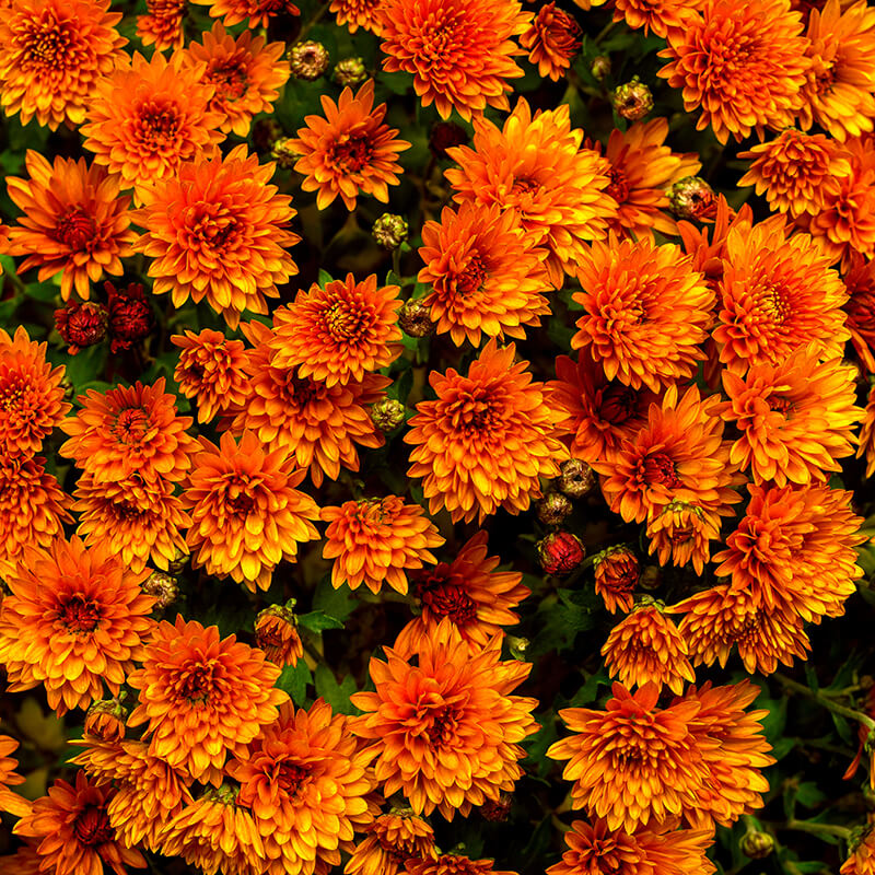 Chrysanthemum, Orange Cultivars