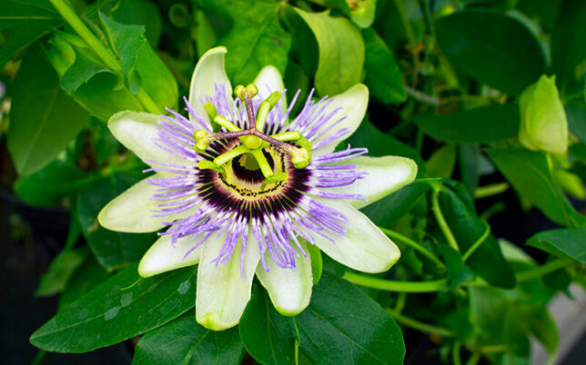 27 Toxic Yet Beautiful Poisonous Flowers for Your Garden