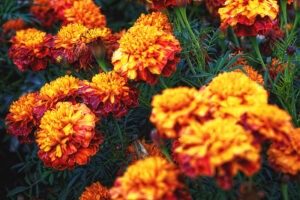 27 Mexican Flowers That Will Sparkle In Your Garden In 2024 12 Mexican Flowers French Marigold Homebnc 300x200