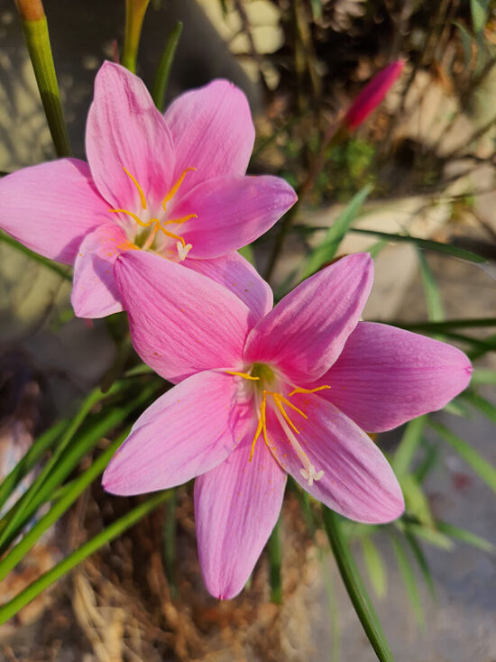 27 Bulb Flowers for Gardeners Looking for a Truly Unique Look in 2024