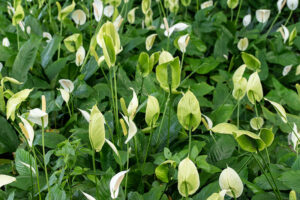 27 Mexican Flowers That Will Sparkle In Your Garden In 2024 14 Mexican Flowers Peace Lily Homebnc 300x200